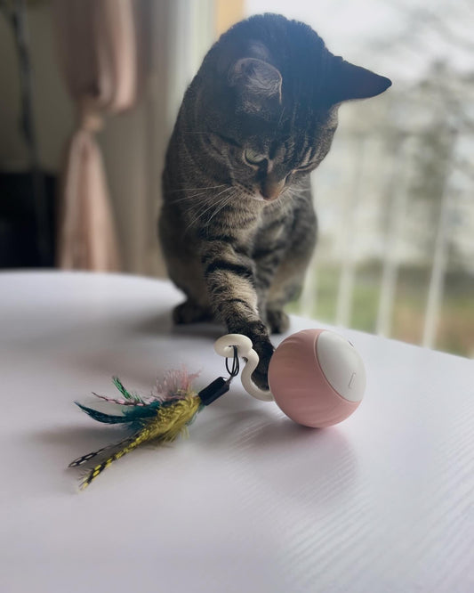 Découvrez la Magie de la Balle Interactive : Le Jouet Préféré des Chats
